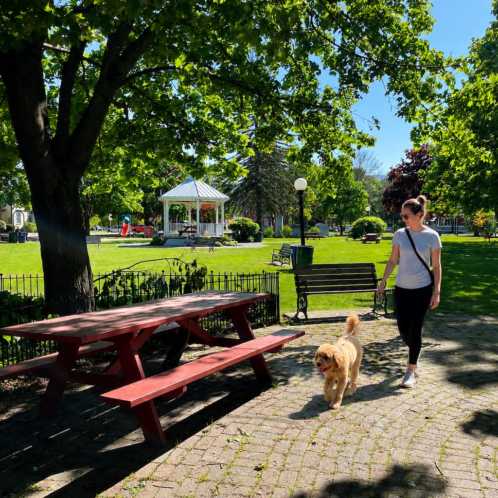 A woman walking her dog in downtown Waterbury, VT