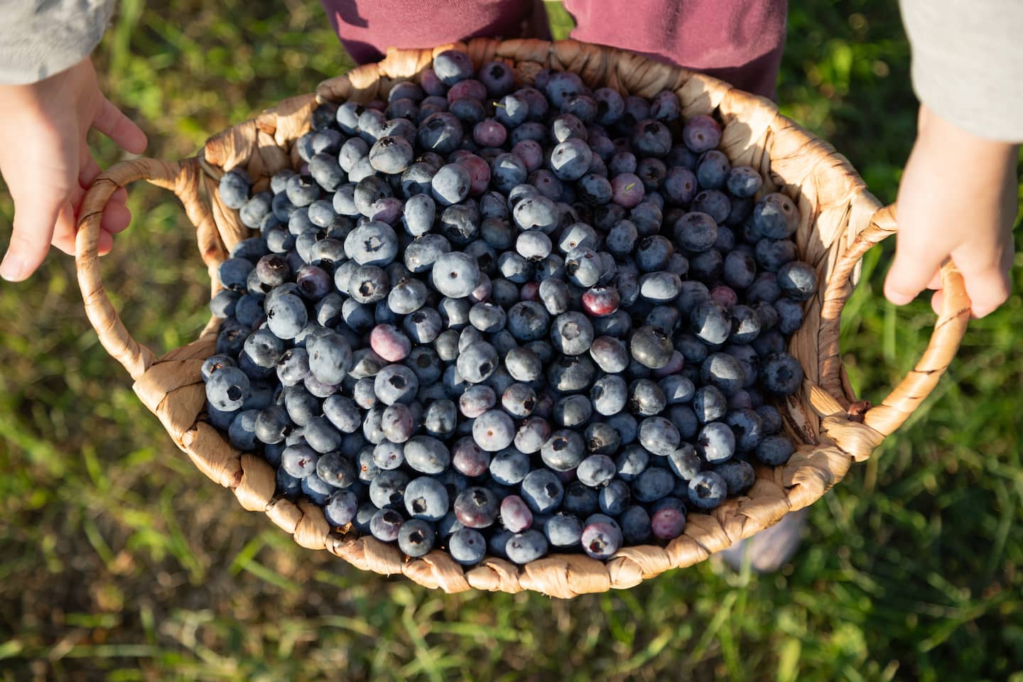 A child holding a basket of blueberries picked at one of the Vermont farms near our bed and breakfast